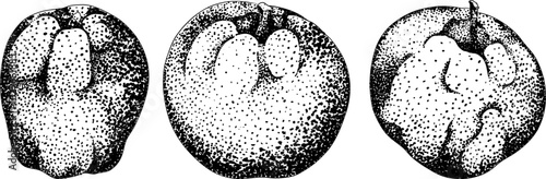Engraving apples, perfect for educational or botanical or food designs. High quality illustration.	