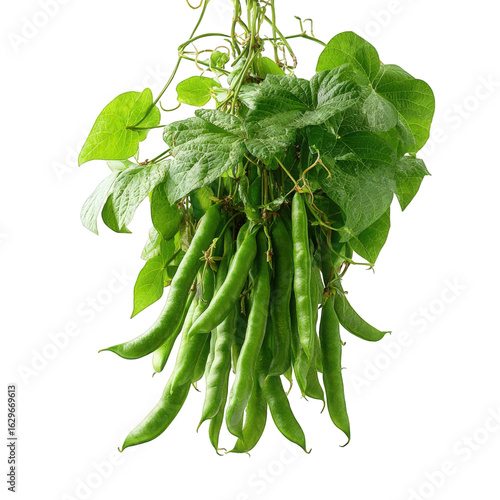 Fresh green beans with leaves hanging down, isolated on transparent background, showcasing the vibrant color and natural texture of this healthy and nutritious vegetable