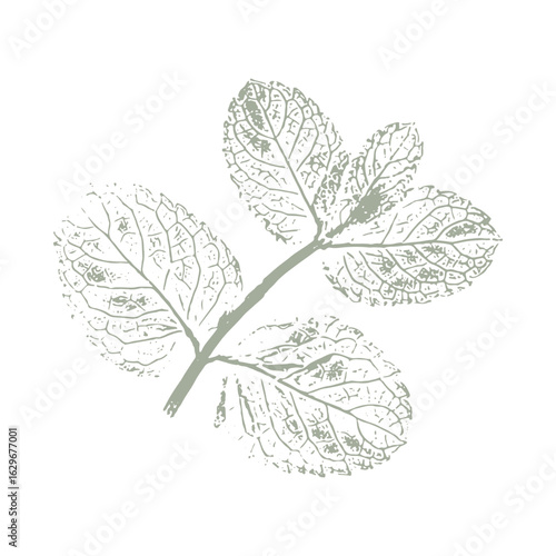 Leaves Mint imprint, stamp, silhouette, green twig with leaves on white background.