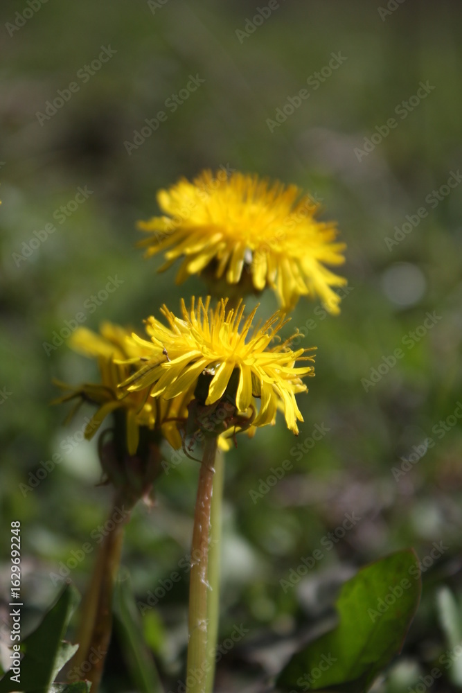 dandelion on green background dandelion on green background