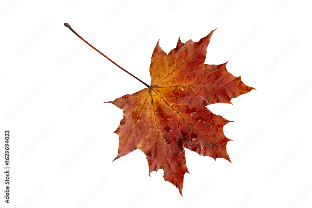 Fototapeta premium Red autumn leaf with rain drops isolated transparent png