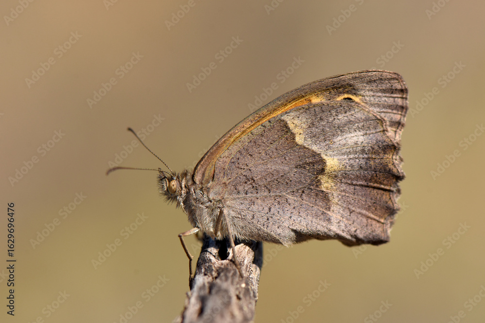 Obraz premium Cyprus Meadow Brown Butterfly on a Branch. A closeup shot of a Maniola cypricola, known as the Cyprus Meadow Brown butterfly, perched on a dry stick with a soft, blurred background.