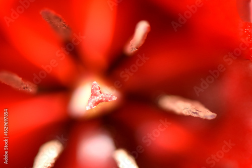 A vibrant macro shot of the inside of a red Tulipa cypria flower. The central pistil and surrounding anthers are in sharp focus, highlighting the intricate details of its reproductive parts.