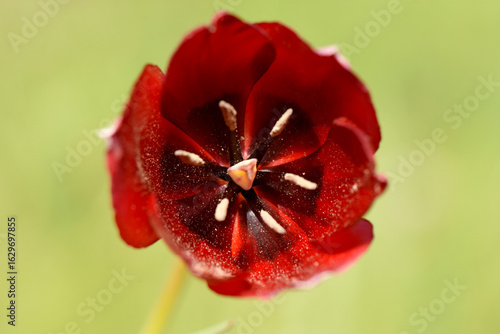 A vibrant, top-down macro shot of a red Tulipa cypria flower in full bloom. The dark center and star-like pattern of the anthers are in sharp focus, showcasing its unique form.