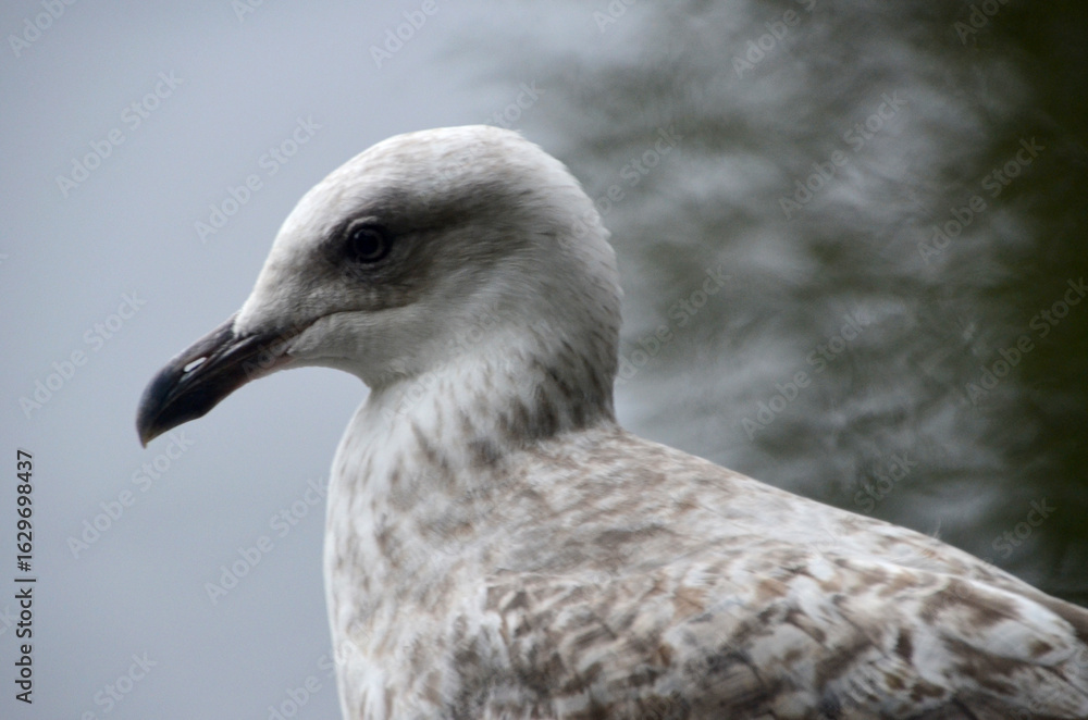 Fototapeta premium close-up profile shot of a seagull, highlighting the details of its head and speckled feathers. The bird's sharp beak and alert eye are in focus, captured against a soft, blurred background