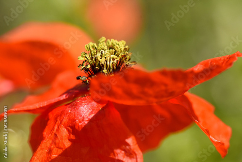 vibrant macro shot of red poppy flower, with shallow depth of field that brings the center of the bloom into sharp focus. Detailed stamen and the delicate, crumpled texture of the bright red petals