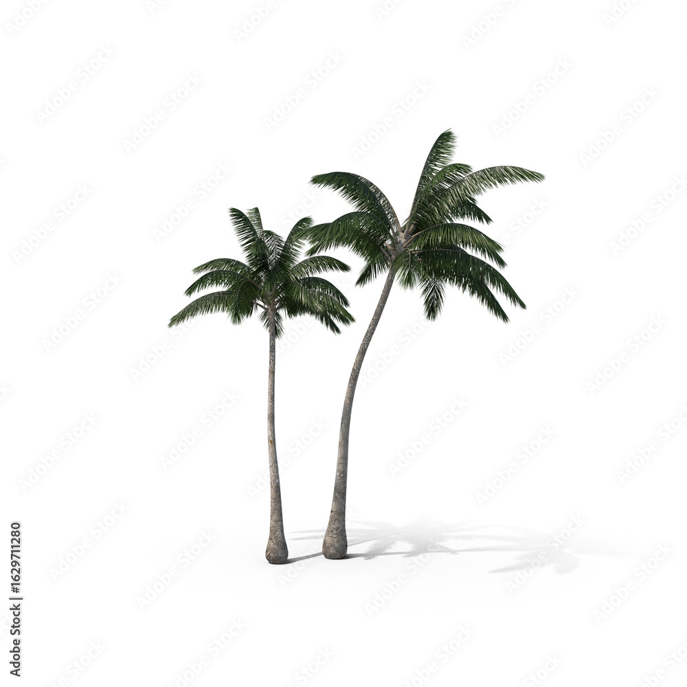 Obraz premium Palm Tree Isolated on Transparent Background