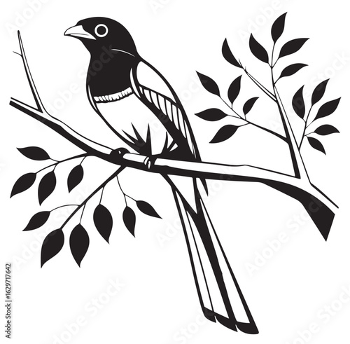 Black Headed Trogon silhouette vector style with white background .