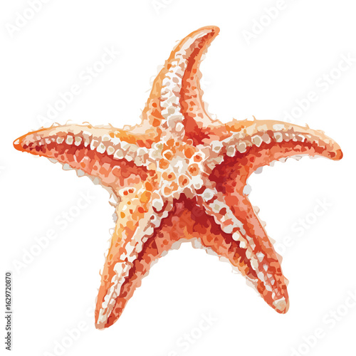 Starfish watercolor illustration 
