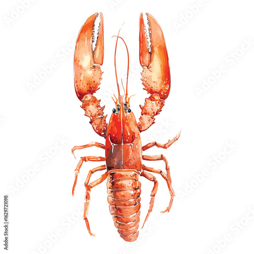 Large red lobster watercolor illustration 