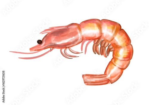Shrimp watercolor illustration drawing isolated on transparent background seafood