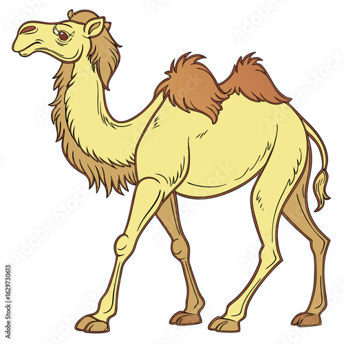 A dromedary camel with one hump, isolated on white background