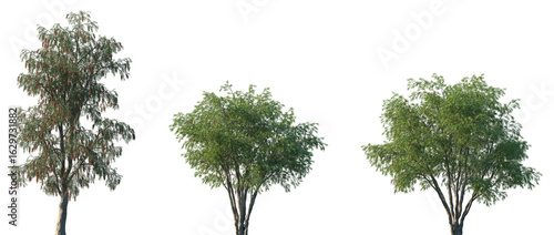 Foto Set of Callistemon viminalis (commonly known as Weeping Bottlebrush) frontal set