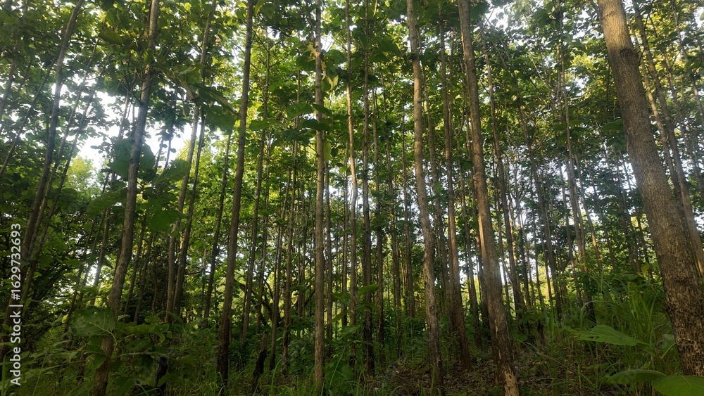 Fototapeta premium A natural teak forest in Thailand with tall, straight trees and lush green undergrowth. A small brown dog walks among the trees in the morning sunlight.