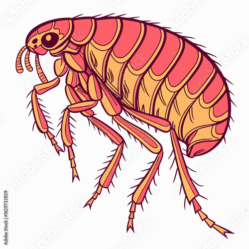 Illustration of a flea isolated on white background