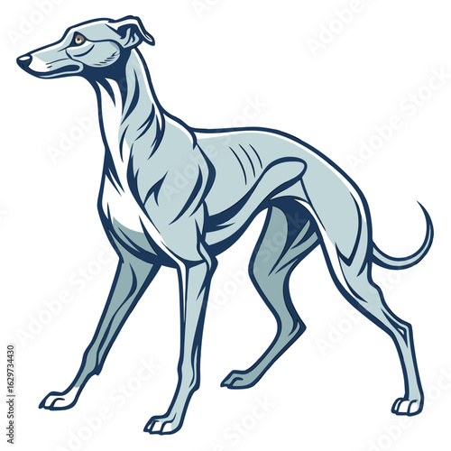 Elegant greyhound dog illustration isolated on white background