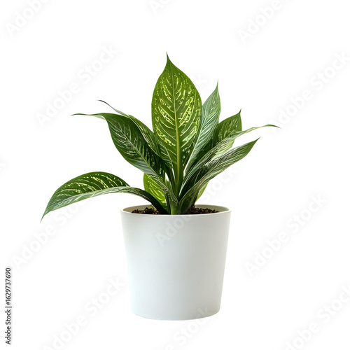 a single beautiful potted plant isolated on a transparent background