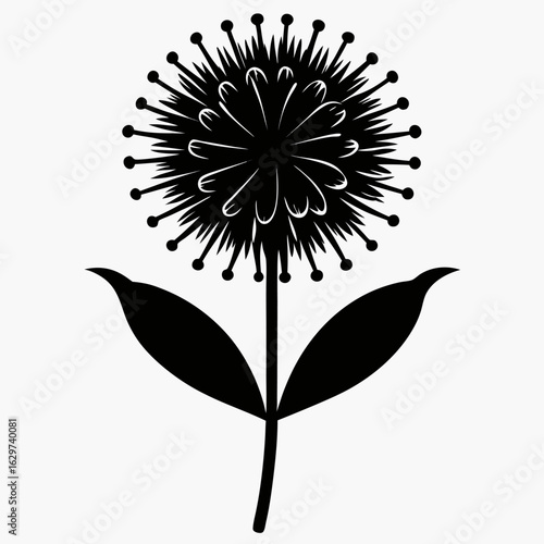  pincushion flower silhouette  vector on white-background