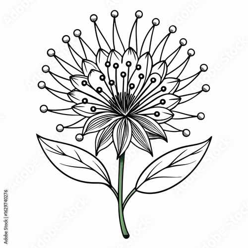  pincushion flower line art vector illustration isolated  on white-background