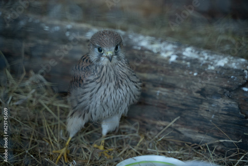 Schilderij op canvas vogel zoo rettung tier