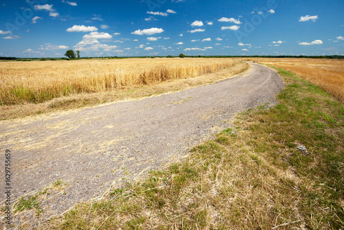 A gravel road next to a grain field, Czulczyce, Poland