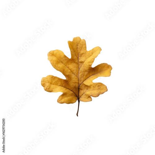 A detailed, die-cut image of a beautiful, golden oak leaf isolated on a white background, showcasing its intricate veins and textures, perfect for nature-themed designs.