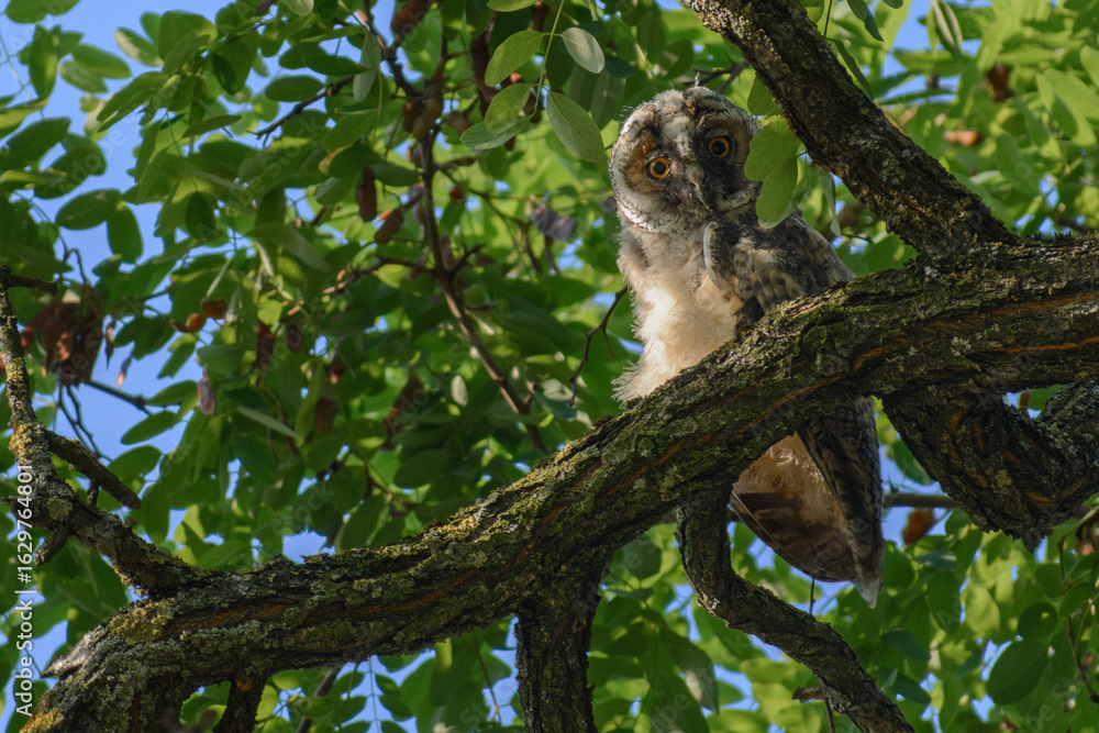 Fototapeta premium owl in the forest