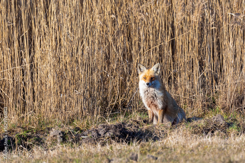 Fuchs im Frühahr vor Schilfgürtel am Bodden bei Zingst.