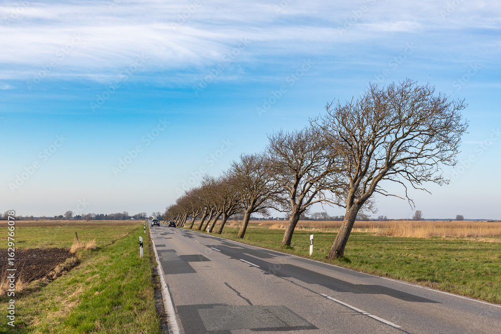 Fototapeta premium Windflüchter im Frühjahr auf der Zufahrt nach Zingst.