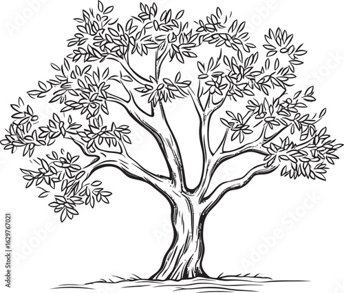 Olive Tree Vector Black Logo with Leaves Detail Simple Olive Tree Black Vector Silhouette