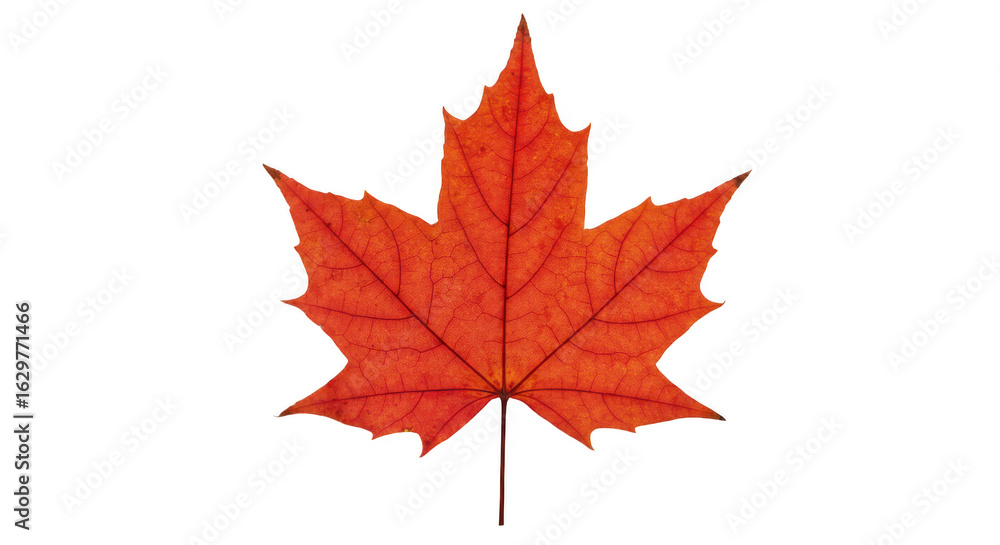 Fototapeta premium Vibrant red maple leaf detailed texture isolated on transparent background