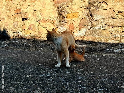 Photography Standing Ginger European Cat Nursing Kitten Under Warm Light