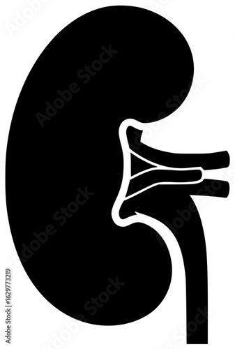 human kidney in abdominal cavity with blood vessels and renal artery and vein
