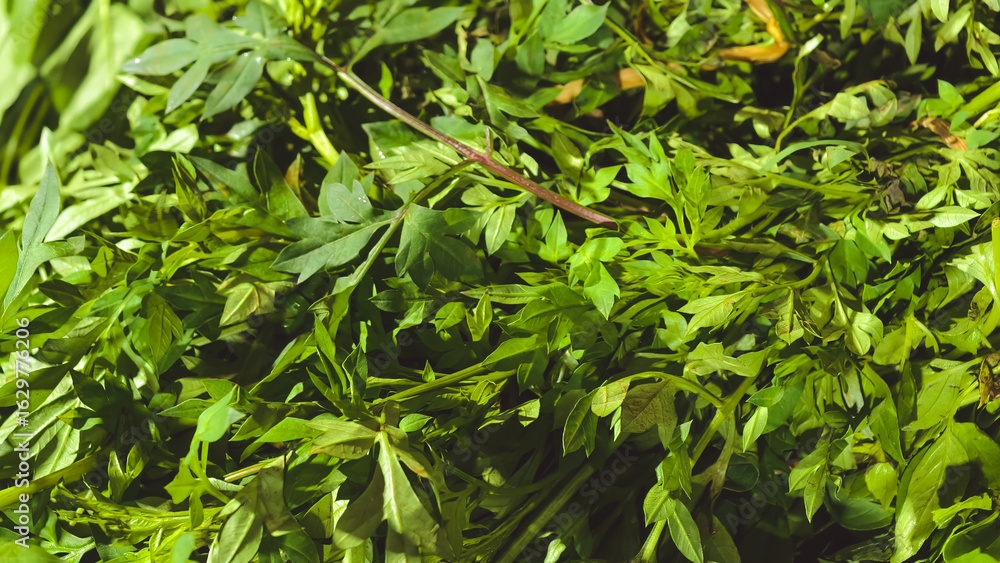 Obraz premium An Indonesian cooking ingredient made from green leaves called kenikir, arranged tightly, showing vibrant texture and detail