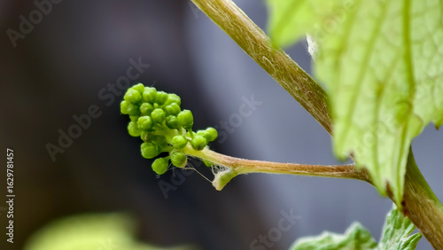 Close-up of a tiny cluster of green grape buds on a vine.