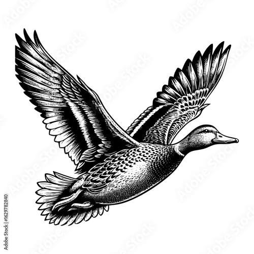 duck flying in the air with open wings in Black and White Engraving Art