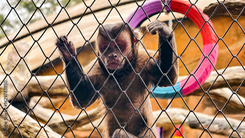 Photography A monkey clings to a wire fence, with a colorful tire toy visible in the background