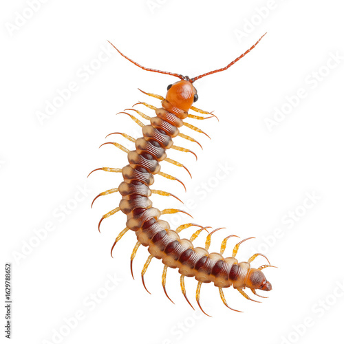 Wallpaper Mural Detailed view of a centipede showcasing its segmented body and numerous legs in a clear background setting. PNG image, transparent background Torontodigital.ca