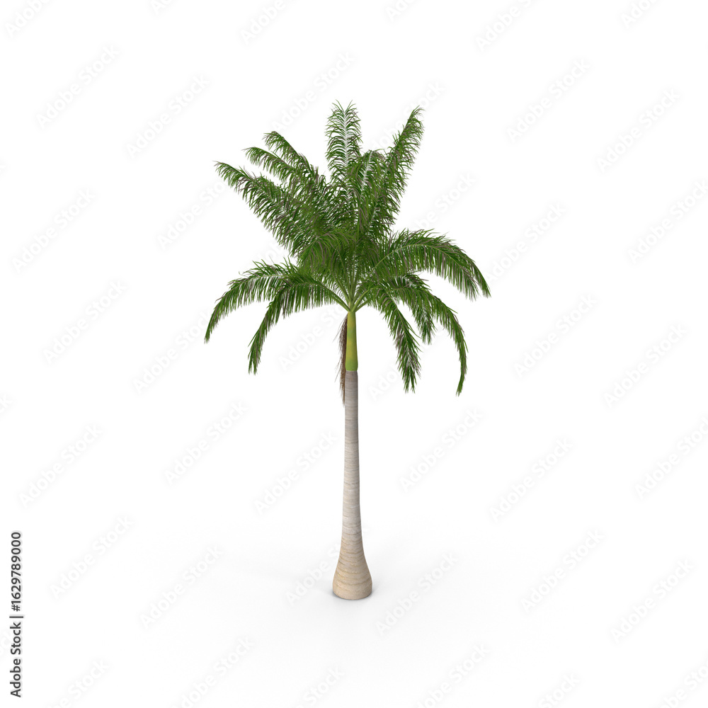 Obraz premium Roystonea Regia Cuban Royal Palm isolated on transparent background