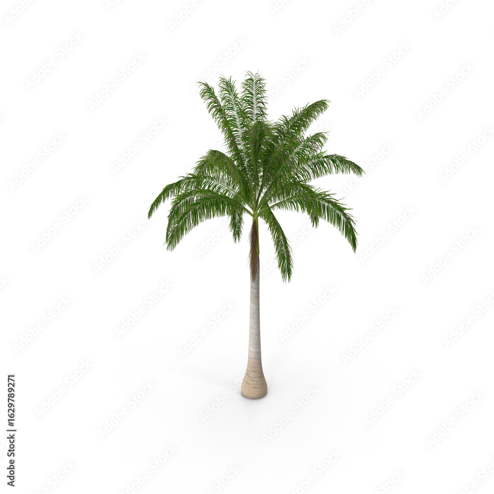 Obraz premium Roystonea Regia Cuban Royal Palm isolated on transparent background