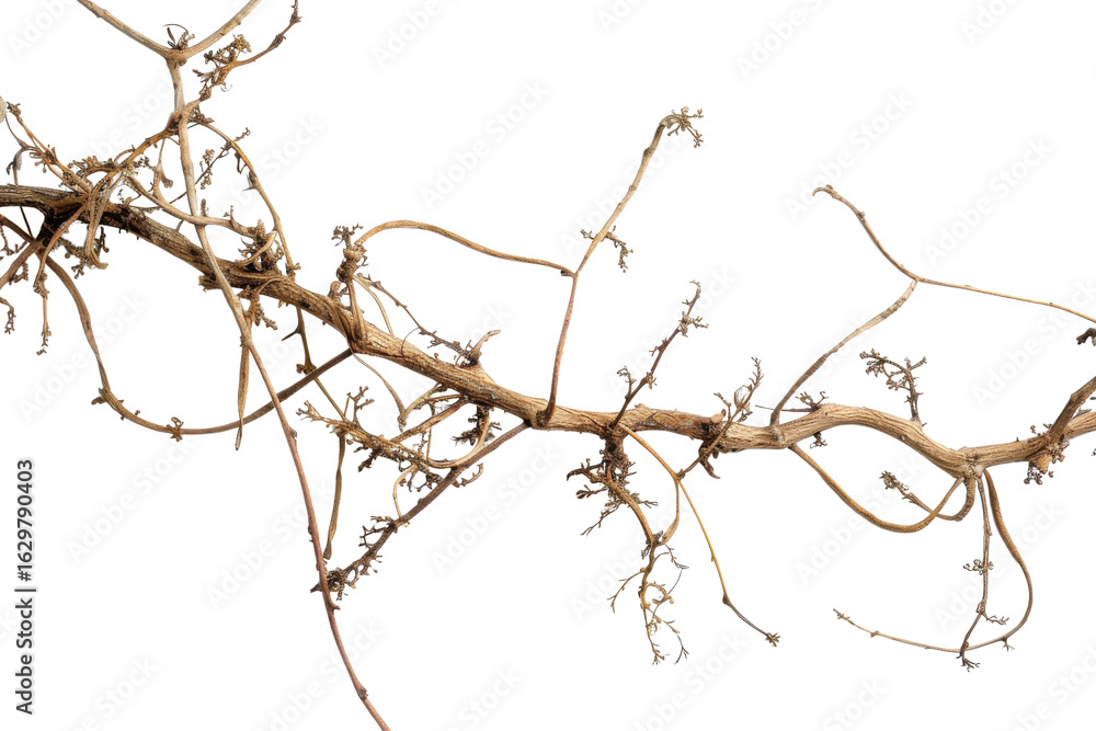 Obraz premium Dry vine branch with twisting, tangled limbs resting on a clean white background