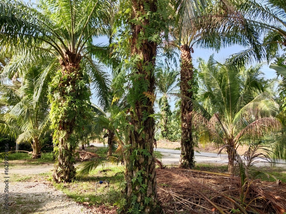 Obraz premium Palm oil trees plantation in the garden. Suitable for marketing or business purposes