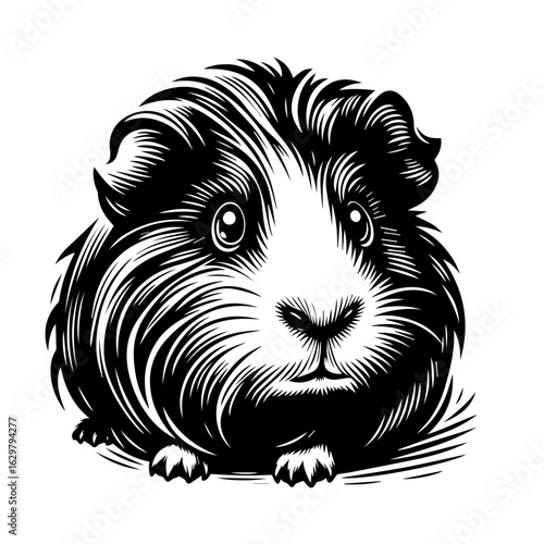 Cute guinea pig portrait illustration isolated on white background