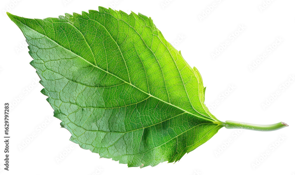 Obraz premium PNG Green leaf blowing herbal plant herbs.