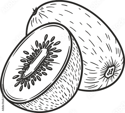 Vector illustration of a fresh, juicy kiwi fruit slice, isolated on a white background