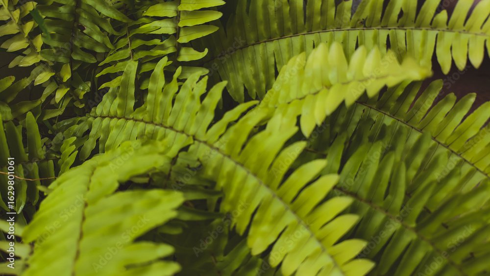 Fototapeta premium Lush green fern fronds, vibrant texture, detailed foliage, natural plant life