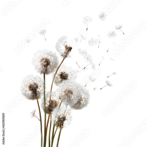 Wallpaper Mural Dandelions dispersing seeds Torontodigital.ca