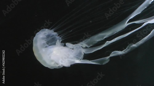 Chrysaora helvola Brandt jellyfish in aquarium