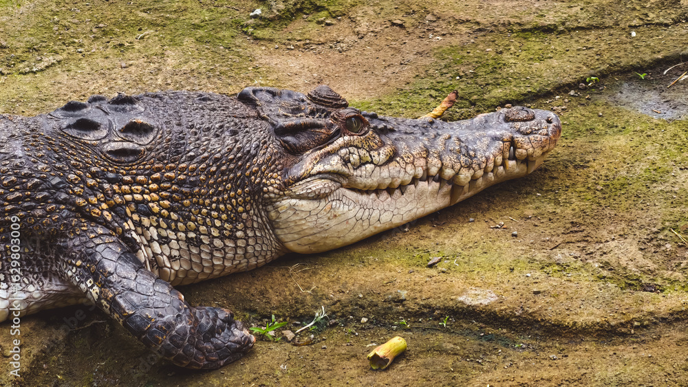 Obraz premium Close-up of a large crocodile resting on the ground.