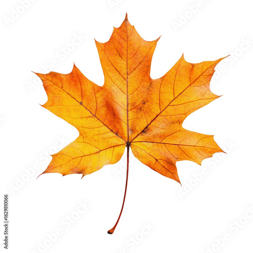 Wallpaper Mural Autumn maple leaf, orange/yellow hue Torontodigital.ca